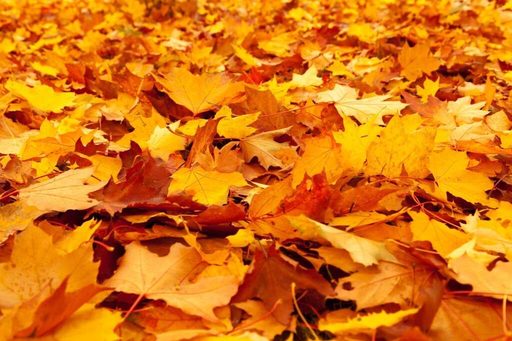 Warum fallen im Herbst die Blätter von den Bäumen? Brain Channel