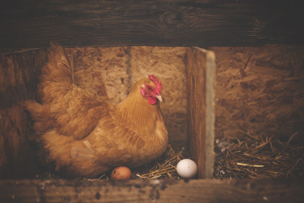 Warum legen Hühner täglich ein Ei?