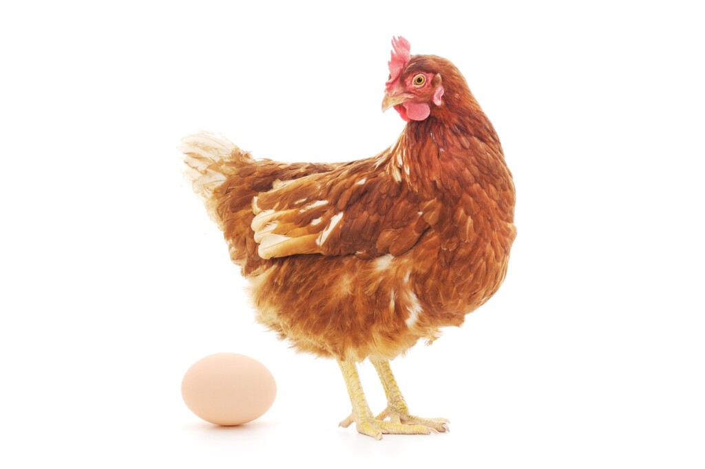 Wer war zuerst da, das Huhn oder das Ei?