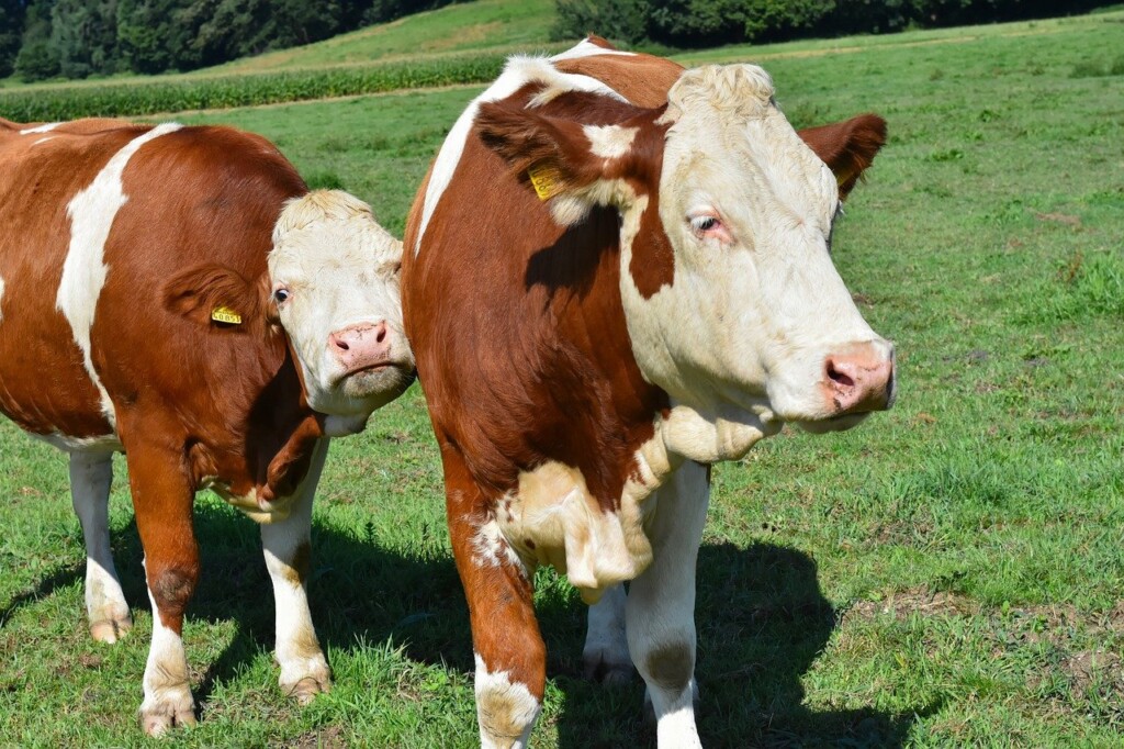 War­um geben Kühe Milch?