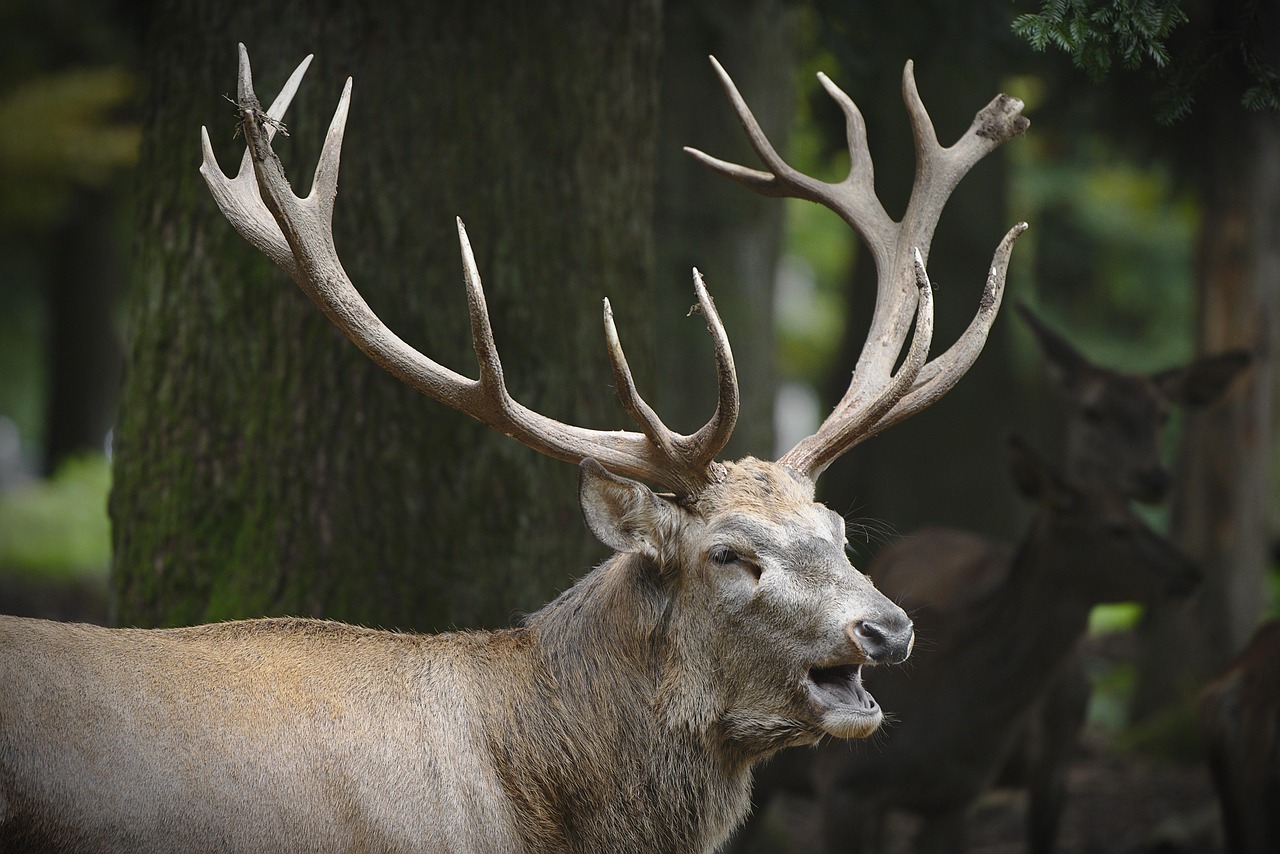 Ist der Hirsch der Mann vom Reh?