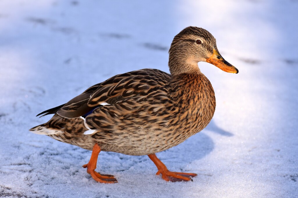 Warum bekommen Enten keine kalten Füße?