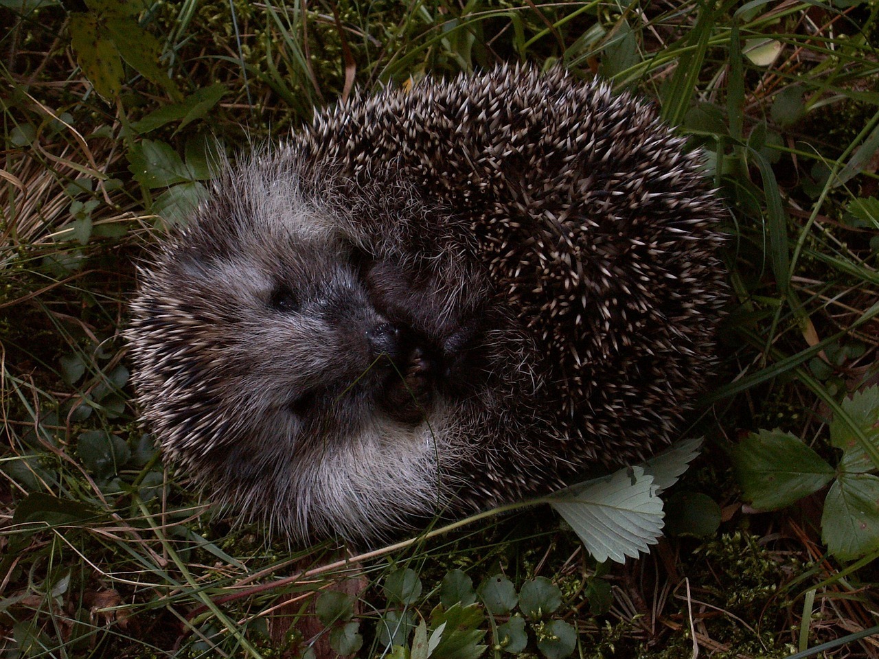 War­um rol­len Igel sich ein?