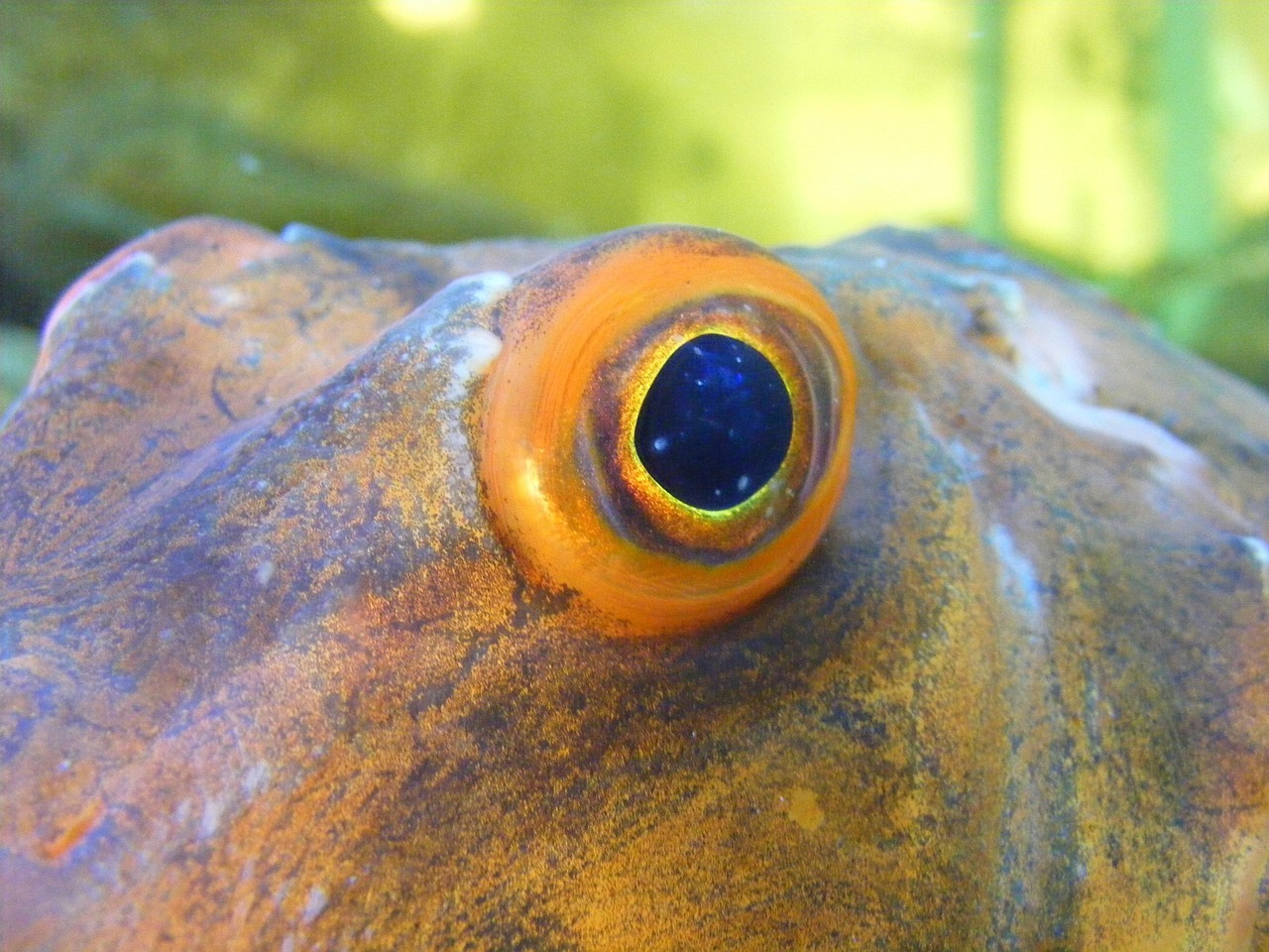 Kön­nen Fische blin­zeln?