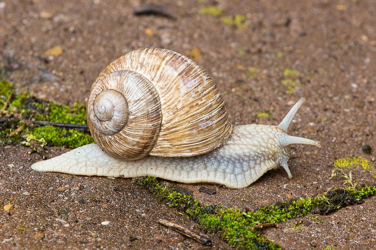 Wer­den Schne­cken mit Häu­sern gebo­ren?
