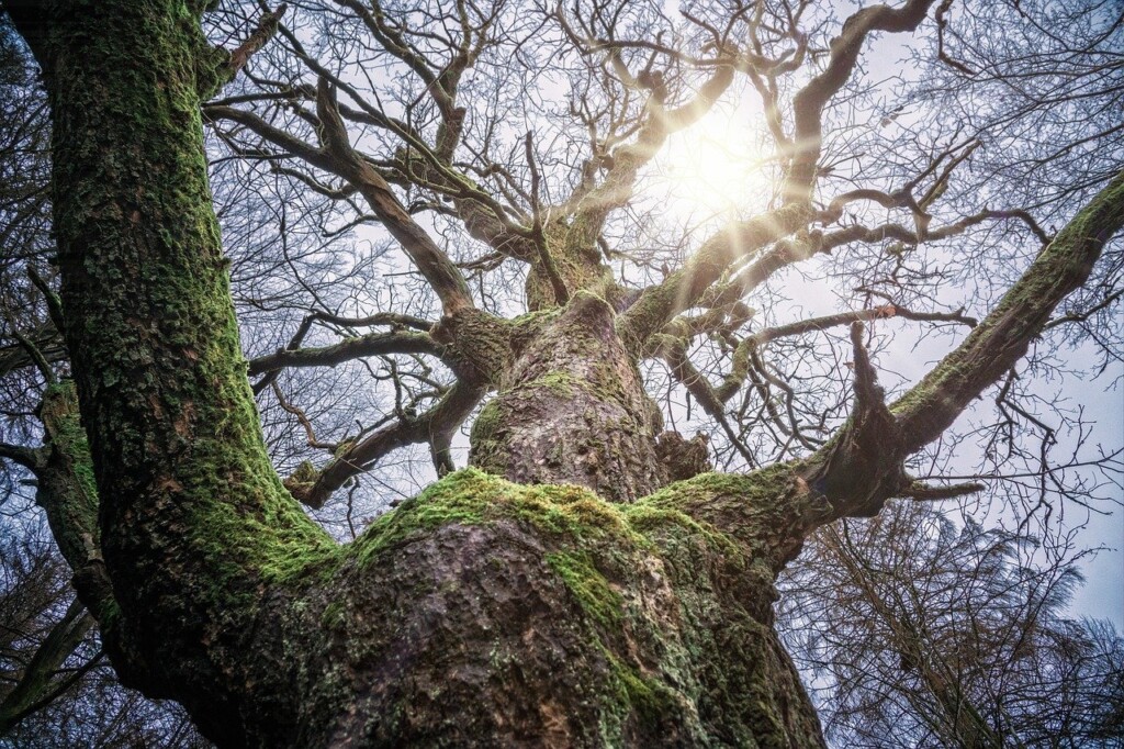 Wie alt kann ein Baum wer­den?