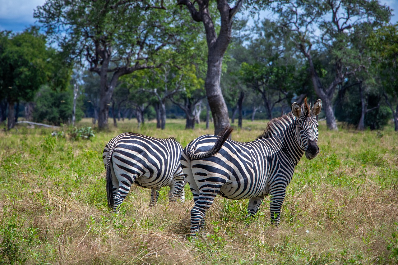 War­um haben Zebras Strei­fen?